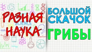 Большой скачок. Грибы. HD