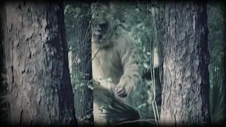 NEW BIGFOOT SASQUATCH FOOTAGE/ SIGHTING. MONSTER IN THE WOODS