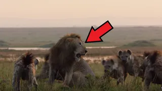 The old lion was surrounded by hyenas and began to bite from all sides, but the INCREDIBLE happened!