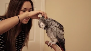 What's the First Thing I Should Train My Bird?