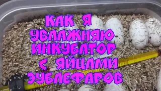 Как я увлажняю инкубатор с яйцами эублефаров