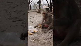 Monkey beby kya kha rha hai 🐒🐒#mankey #animals #viral 🐒🐒🐒🐒#shorts