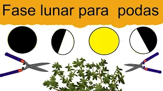 Fases lunares para podar // En que fase de la luna se puede podar 🌙