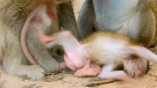 Don’t mad at me...Adorable baby monkey fail on the ground !! What’s matter on new baby Shaylyn?