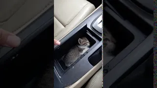 cat chillin in my car's cup holder