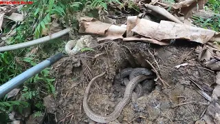 The brave girl caught a lot of big snakes when she went to the garden.