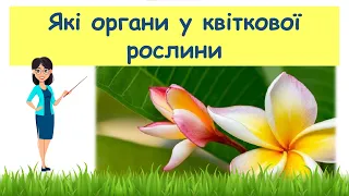 Які органи у квіткової рослини // Пізнаємо природу 5 клас НУШ