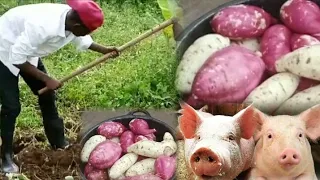 How I Use Vines And Sweet Potatoes To reduce the Costs Of Feeding My Pigs#farming#farmers  #pig