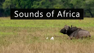 The sound of the African savanna in South Luangwa