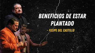 Beneficios de estar plantado - Felipe del Castillo.