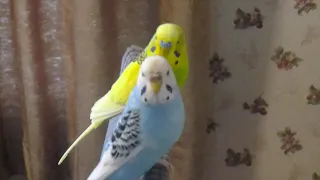 Two Little Talking Budgies