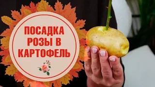 Розы в картошке 🌹 Как вырастить в домашних условиях? 🌹 Лайфхаки от hitsadTV