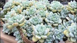 Sedum clavatum