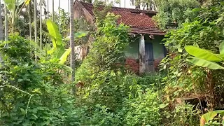 Cleaning up abandoned house for 50 years, Mowing the lawn, Eye-catching transformation