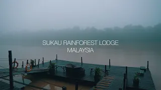 Sukau Rainforest Lodge | Sabah Malaysian Borneo | Kinabatangan River Wildlife | Hornbill | Proboscis