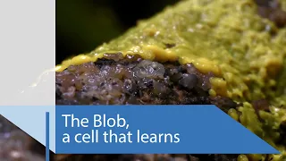 The Blob: a cell that learns | CNRS News