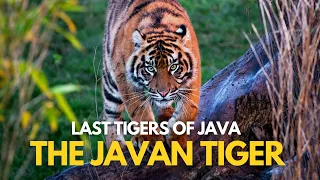 Last Tigers of Java | The Javan Tiger