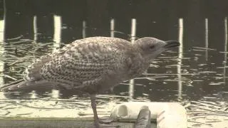 Young Glaucous-winged Gull. Молодая серокрылая чайка (930sp)