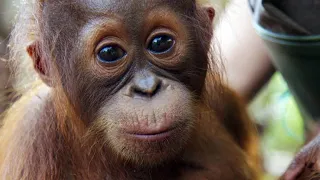 This Baby Orangutan Needs Treatment for Her Asthma