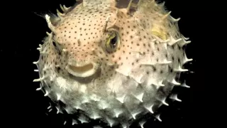 Népal - Fugu