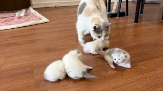 The kitten can crawl all over the ground as soon as it opens its eyes!