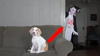 Funniest Pranks On Dogs & Cats #2