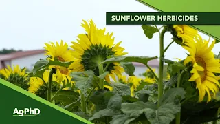 Sunflower Herbicides (From Ag PhD Show #1148 - Air Date 4-5-20)