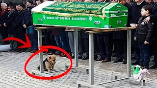 Dieser Hund kam zur Beerdigung seines Besitzers. Was dann geschah, schockierte alle!