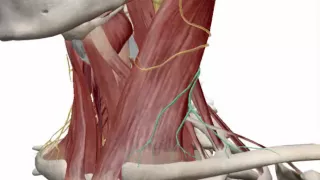 nerves of the neck