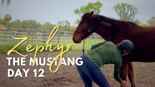 Building Trust through Touch: Day 12 with Zephyr the Mustang