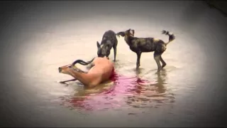 Wild Dogs Hunt & Kill Pregnant Impala  Graphic