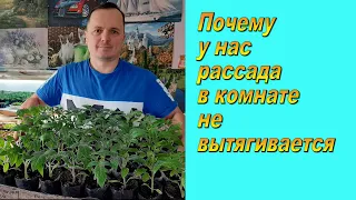 Крепкая рассада томатов в комнате. Сделайте как мы и всё получится!