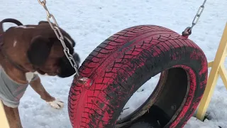 Боксёр Тайсон на площадке