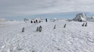 Emperor Penguin Highway