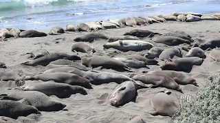 Elephant seal in March - San Simeon 2021
