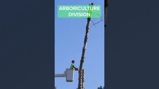 Our Tree Care Services! 🌳 #arboriculture #treework #shorts