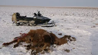 ОХОТА НА ВОЛКОВ В КАЗАХСТАНЕ hunting wolves