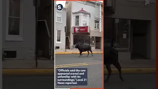 Aggressive Cow Pursued by Police