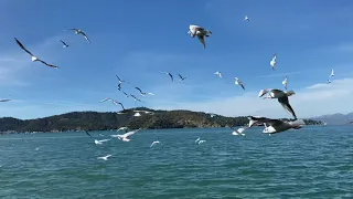 Чайки на набережной в Фетхие (Турция).