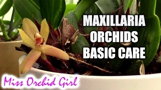 Maxillaria Orchids basic care
