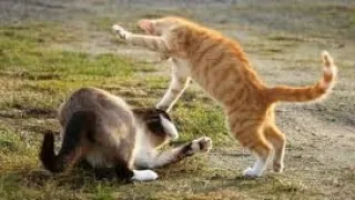#funny cat comedy