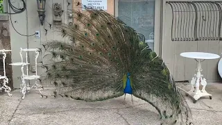 Don't mess with Mr Peacock!
