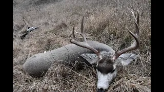 Spot and Stalk South Dakota Mule Deer! (50 yards)