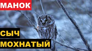 🔊ГОЛОС (МАНОК) СЫЧ МОХНАТЫЙ - КАК ОБИЖАЕТСЯ?