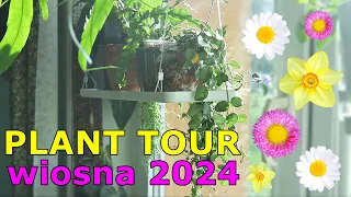 Niesamowite rośliny domowe - Zwiedzam moje mieszkanie * PLANT TOUR wiosna 2024 💚💚💚