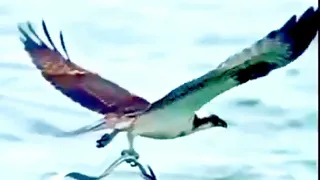 Osprey Hunting Fish | Hunting Ability of Osprey | Osprey in Action [4K] Ultra HD @KhanZaj2020