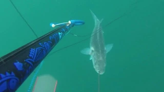 Selective Seabass 4.5KG Spearfishing - WWII WRECK 20M