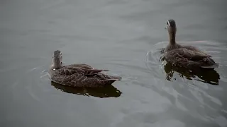 Birds enjoying in the lake