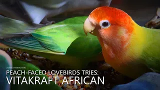 Peach-faced Lovebirds Tries Vitakraft for Small Parrot