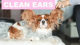 HOW TO PROPERLY CLEAN YOUR DOG'S EARS | Dog Care Tips